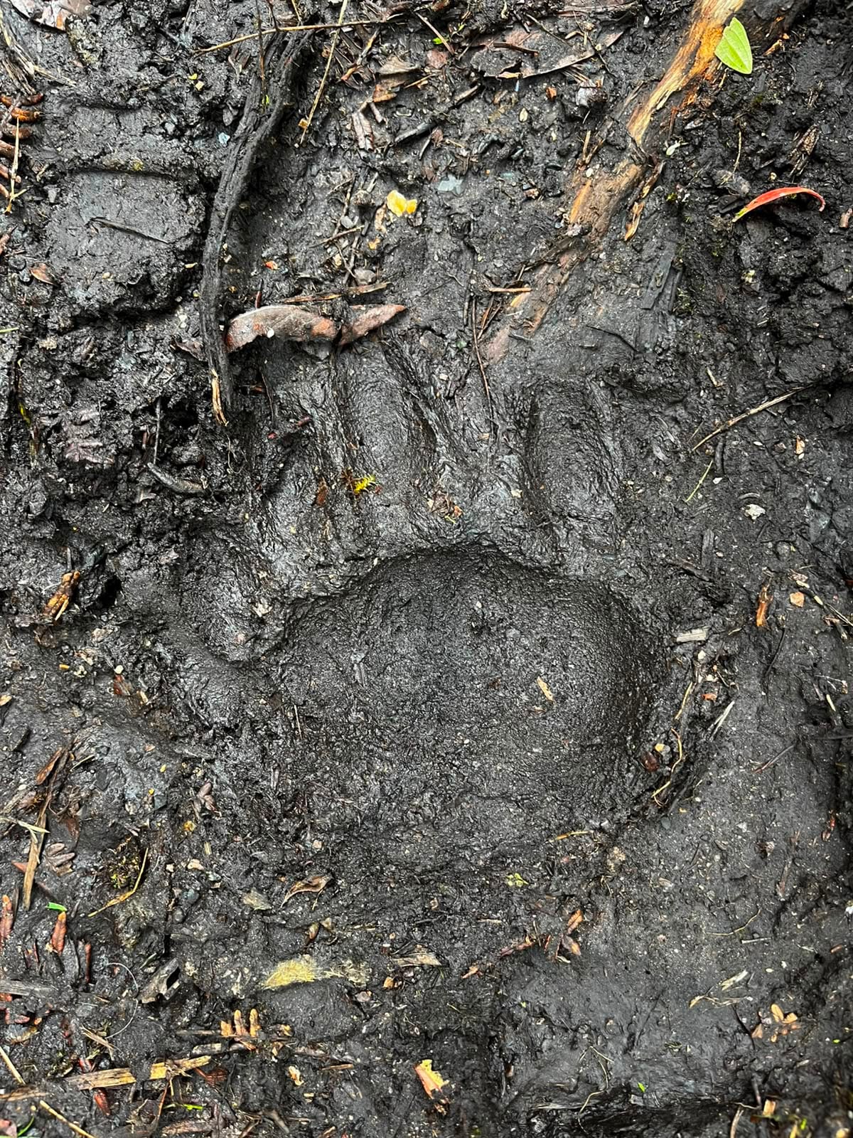 Las autoridades de la Corporación Autónoma Regional de Cundinamarca encontraron huellas de un oso andino en Machetá. Foto: CAR.
