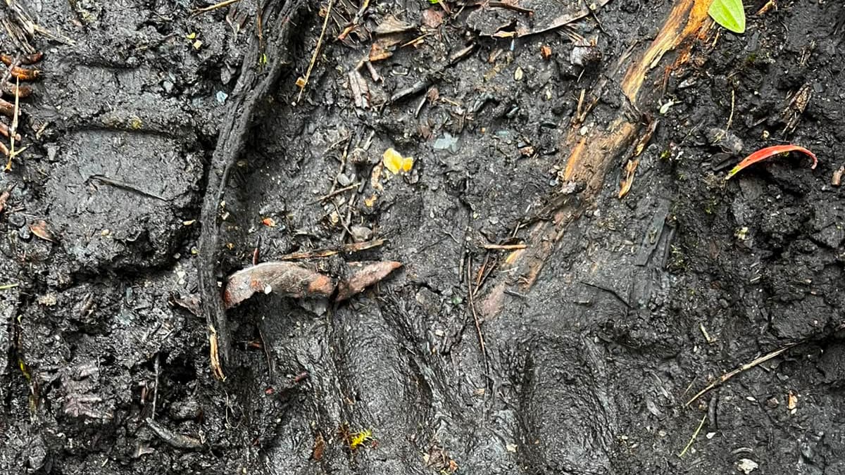 Activan monitoreo especial en zona ganadera de Machetá por presencia de oso andino