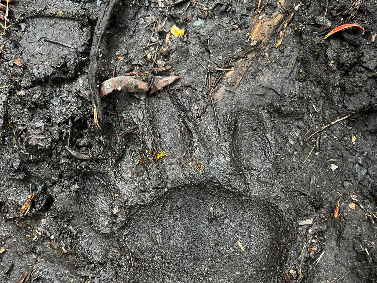 Activan monitoreo especial en zona ganadera de Machetá por presencia de oso andino
