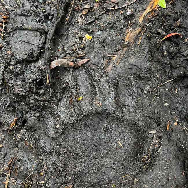 Las autoridades de la Corporación Autónoma Regional de Cundinamarca encontraron huellas de un oso andino en Machetá. Foto: CAR.