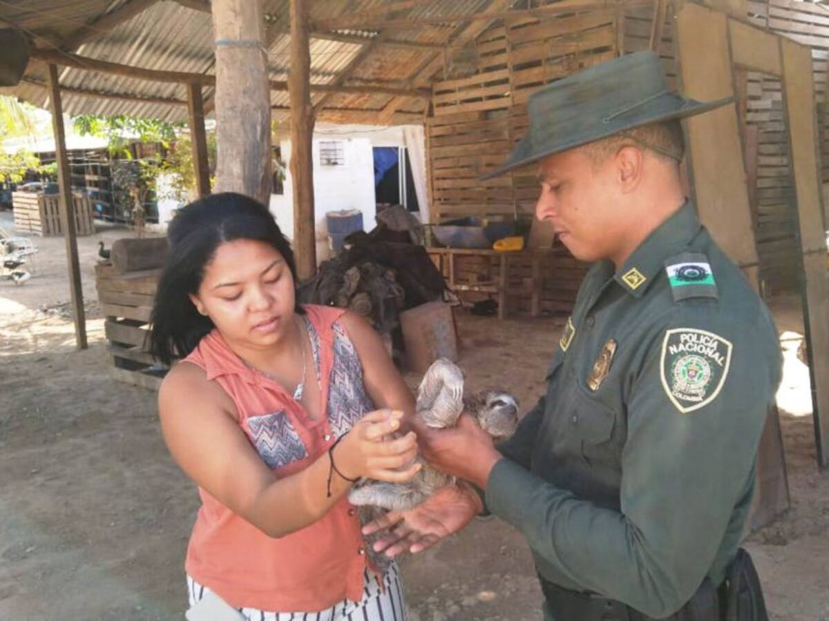 Autoridades rescatan bebé perezoso en Turbaco, Bolívar