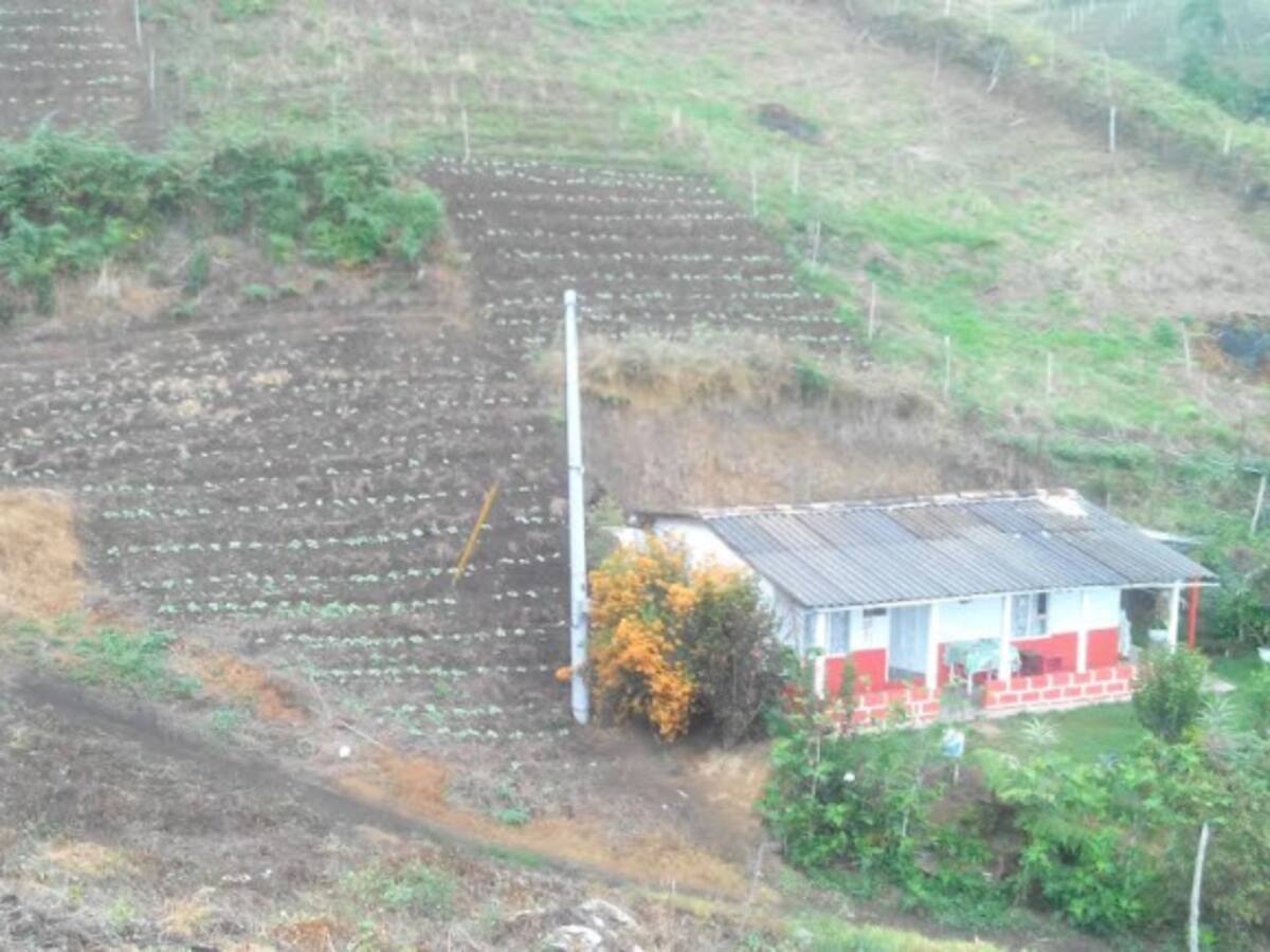 Pérdidas de más del 80% en papa y cebolla en Boyacá