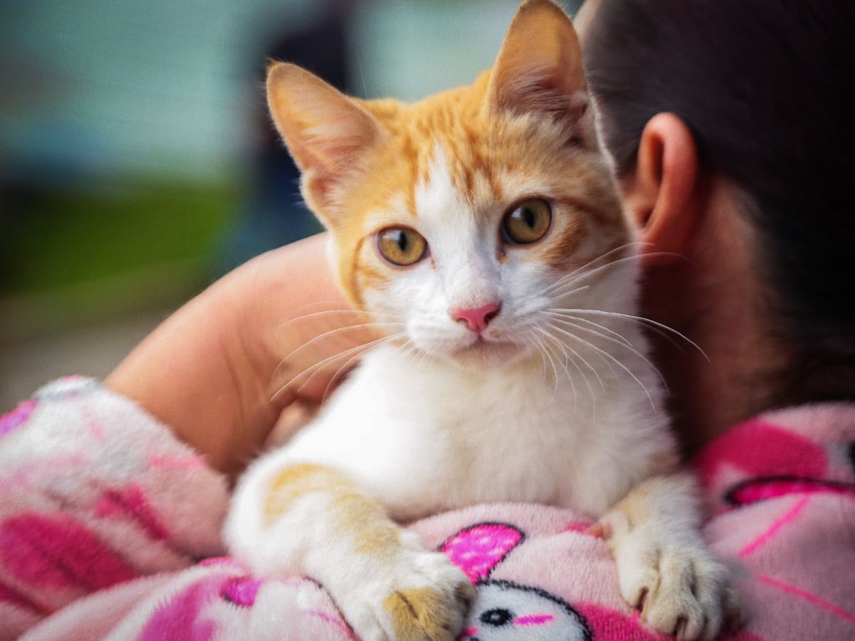 Día Internacional del Gato: Jornada de Bienestar Animal en San Cristóbal