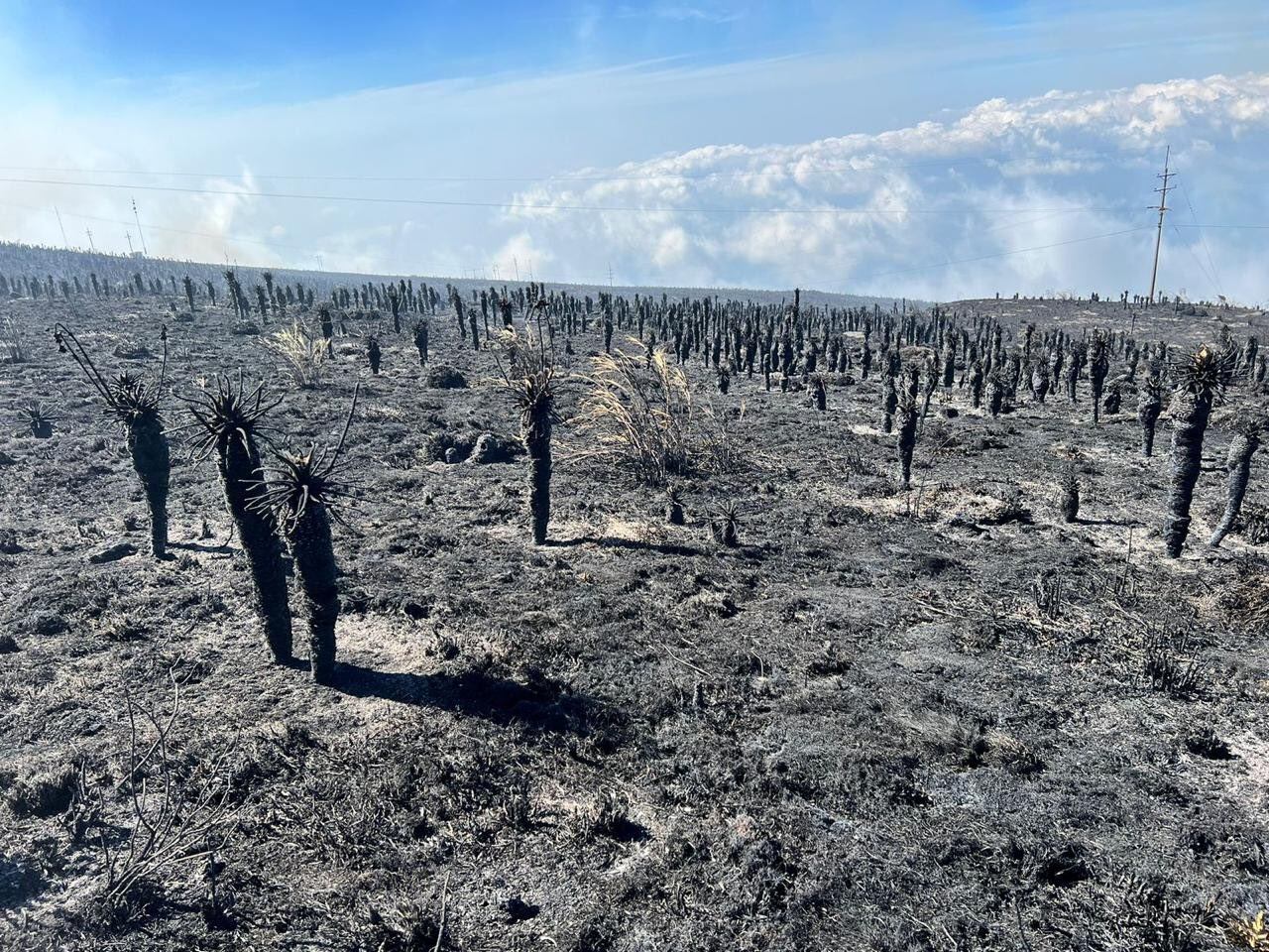 Incendio en el páramo de Berlín // Cortesía