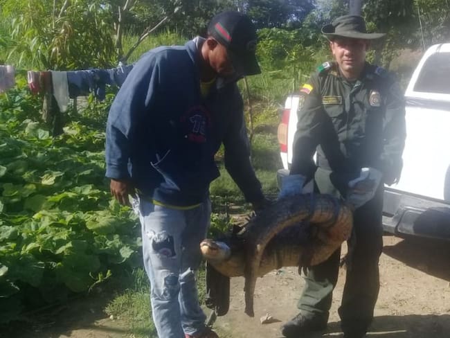 Encuentran una babilla de dos metros en Magangué, Bolívar