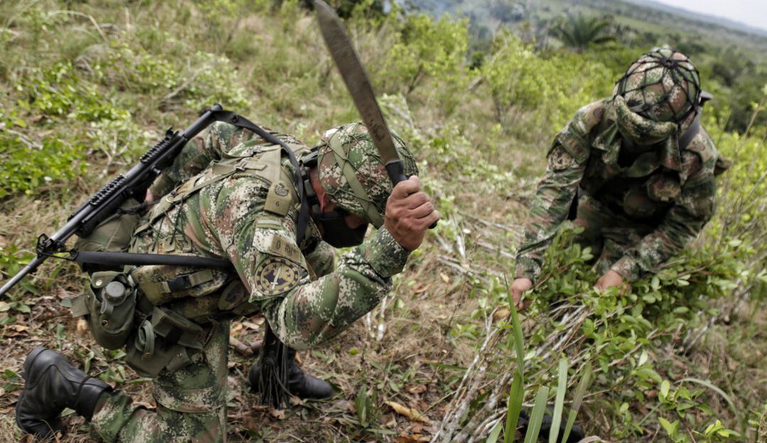 Erradicación de cultivos ilícitos.