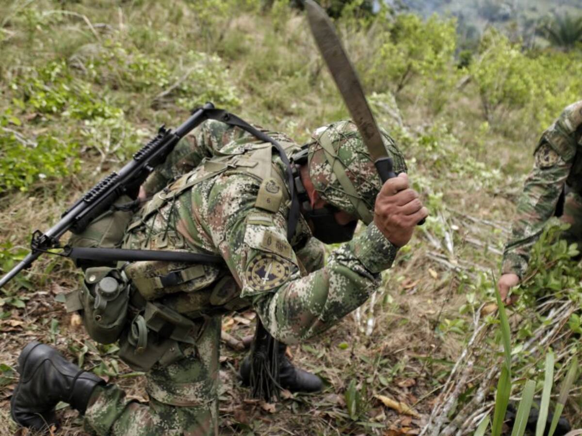 Colombia erradicó 103.100 hectáreas de coca en lo corrido de 2021
