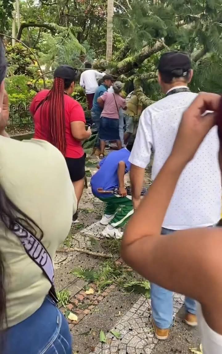 Caída de árbol, deja cuatro personas heridas. Foto Redes Sociales.