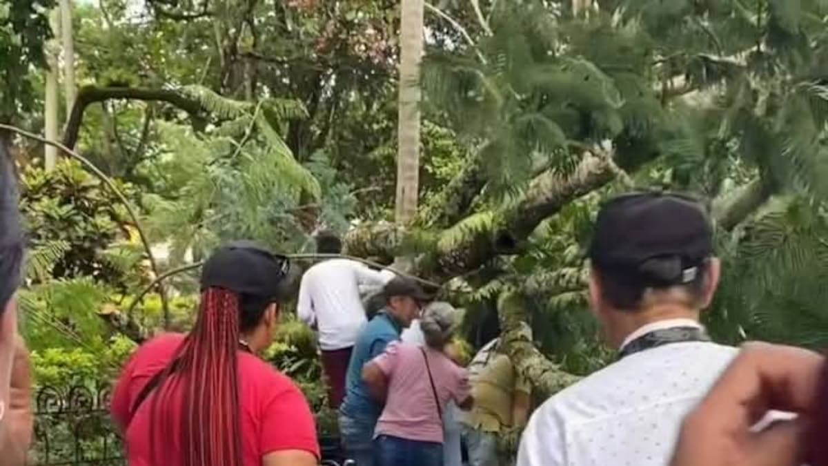 Caída de árbol en el parque central de La Plata-Huila deja cuatro personas heridas