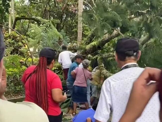 Caída de árbol, deja cuatro personas heridas. Foto Redes Sociales.