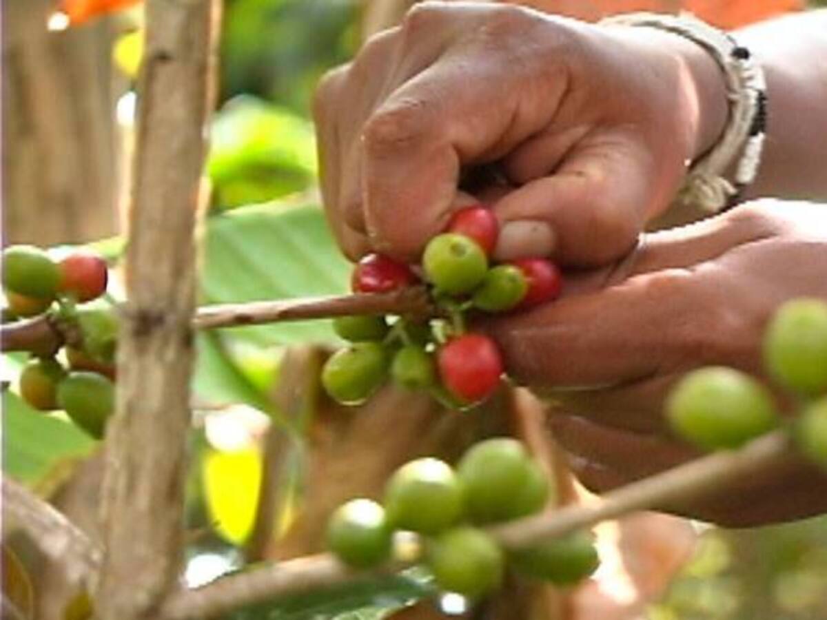 Producción de café en abril subió un 5%: Fedecafé
