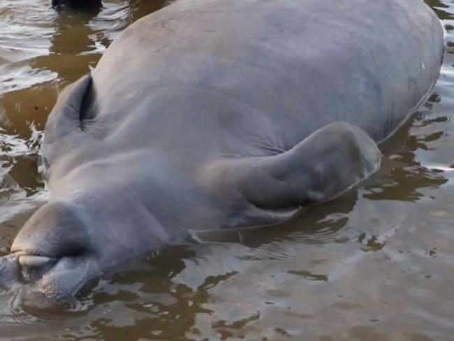 Secretario de Ambiente y Transición Energética, Leonardo Granados Cárdenas