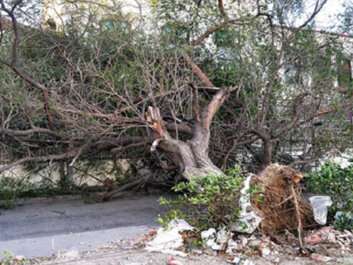 Un árbol dejó sin energía a Tumaco