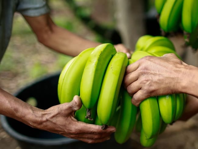 Duro golpe a bananeros de Urabá por decisión de supermercados alemanes