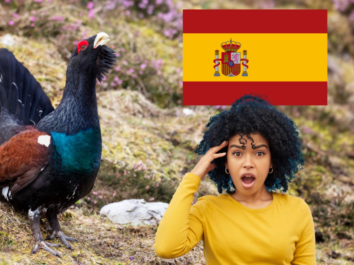 España liberó 30 urogallos cantábricos para evitar su extinción y depredadores solo dejaron uno vivo