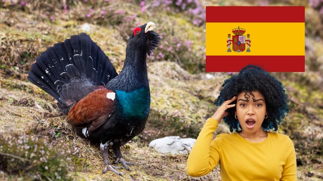 España liberó 30 urogallos para evitar su extinción y depredadores solo dejaron uno vivo | Getty Images