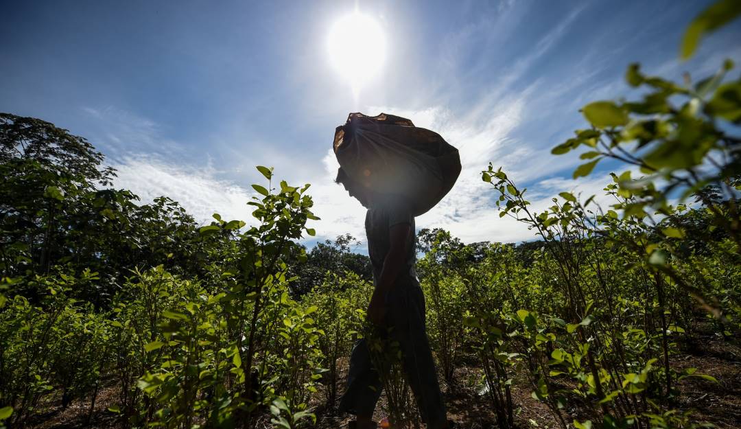 Recolección cocalera en Colombia.                  Foto: Getty 