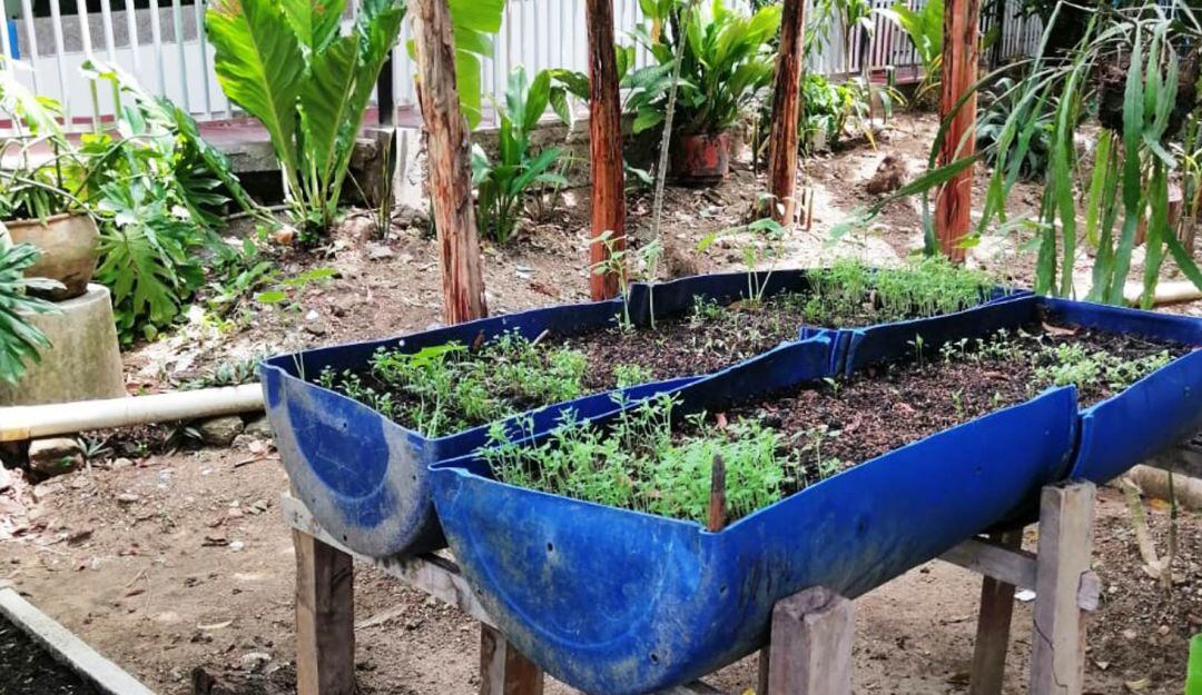 La UMATA en conjunto con el Hogar Geriátrico La Milagrosa, hace 17 días puso a prueba de germinación semillas de maíz, yuca, ñame, entre otros