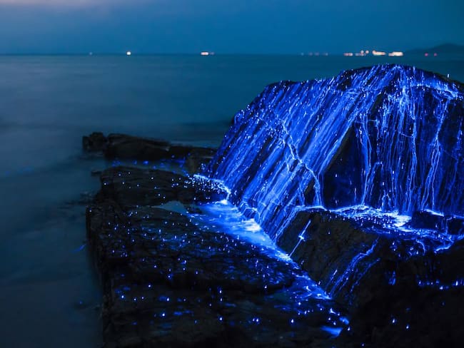 ¿Qué es la bioluminiscencia y por qué causa que brille el mar?
