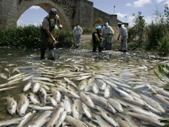 Crece emergencia sanitaria en Coveñas por mortandad de peces