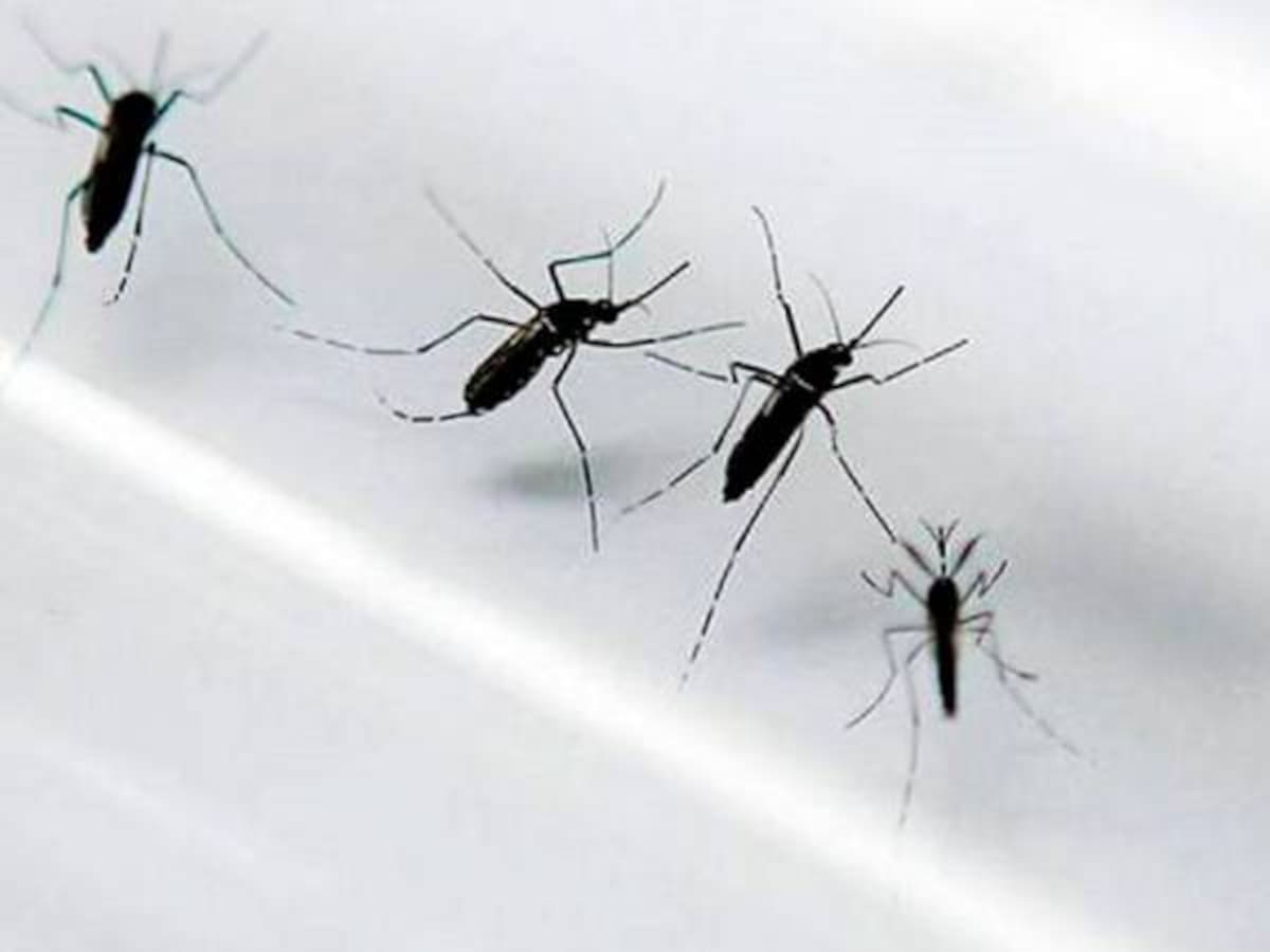 Valle del Cauca no presenta casos de fiebre amarilla, pero insiste en la vacunación