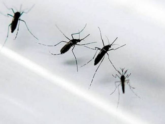 Valle del Cauca no presenta casos de fiebre amarilla, pero insiste en la vacunación