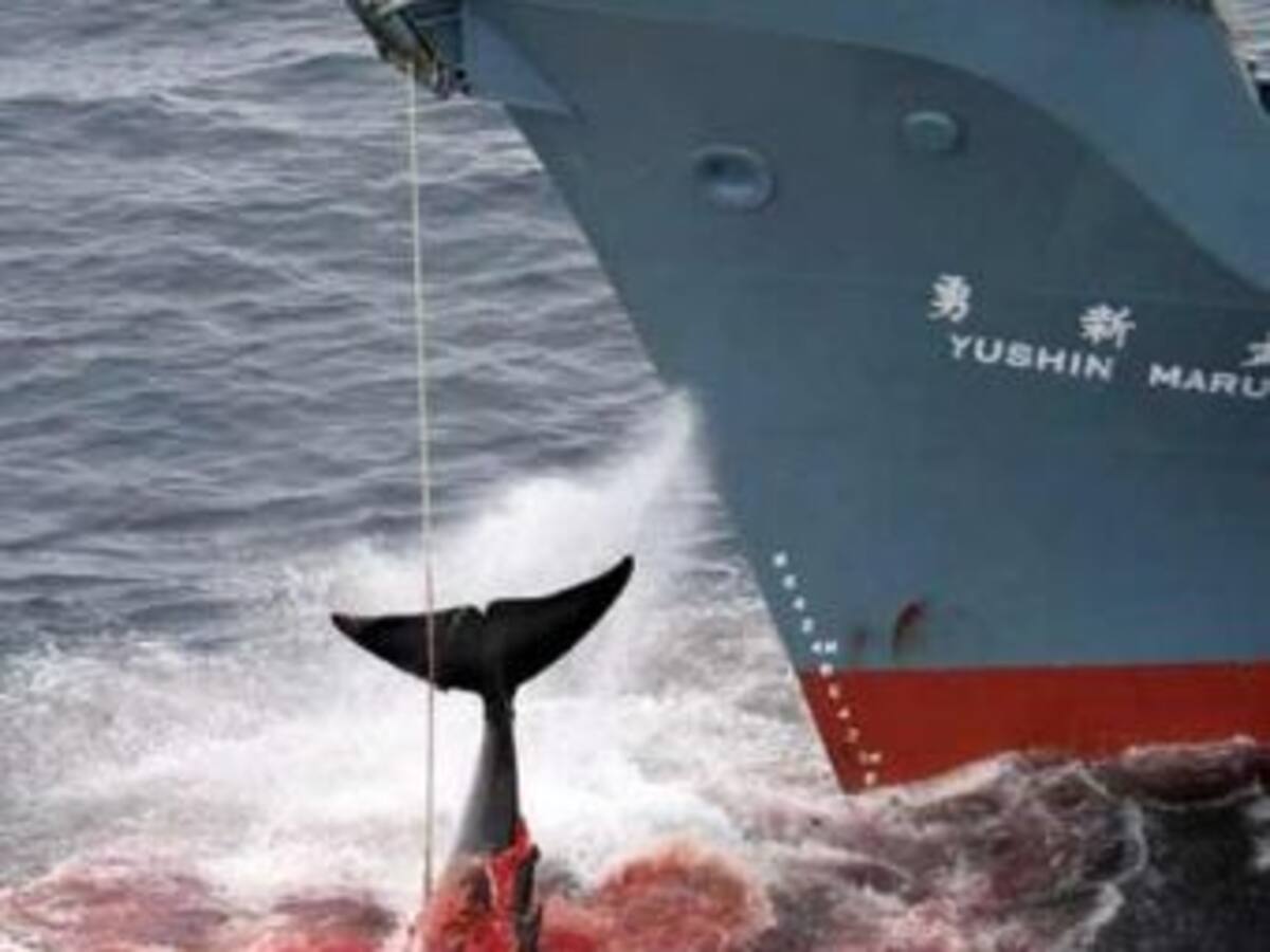Chile se opone terminantemente a cacería comercial de ballenas