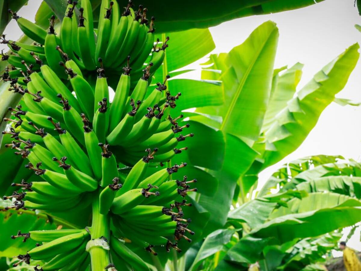 En Bolívar buscan prevenir enfermedades en cultivos de plátano y banano