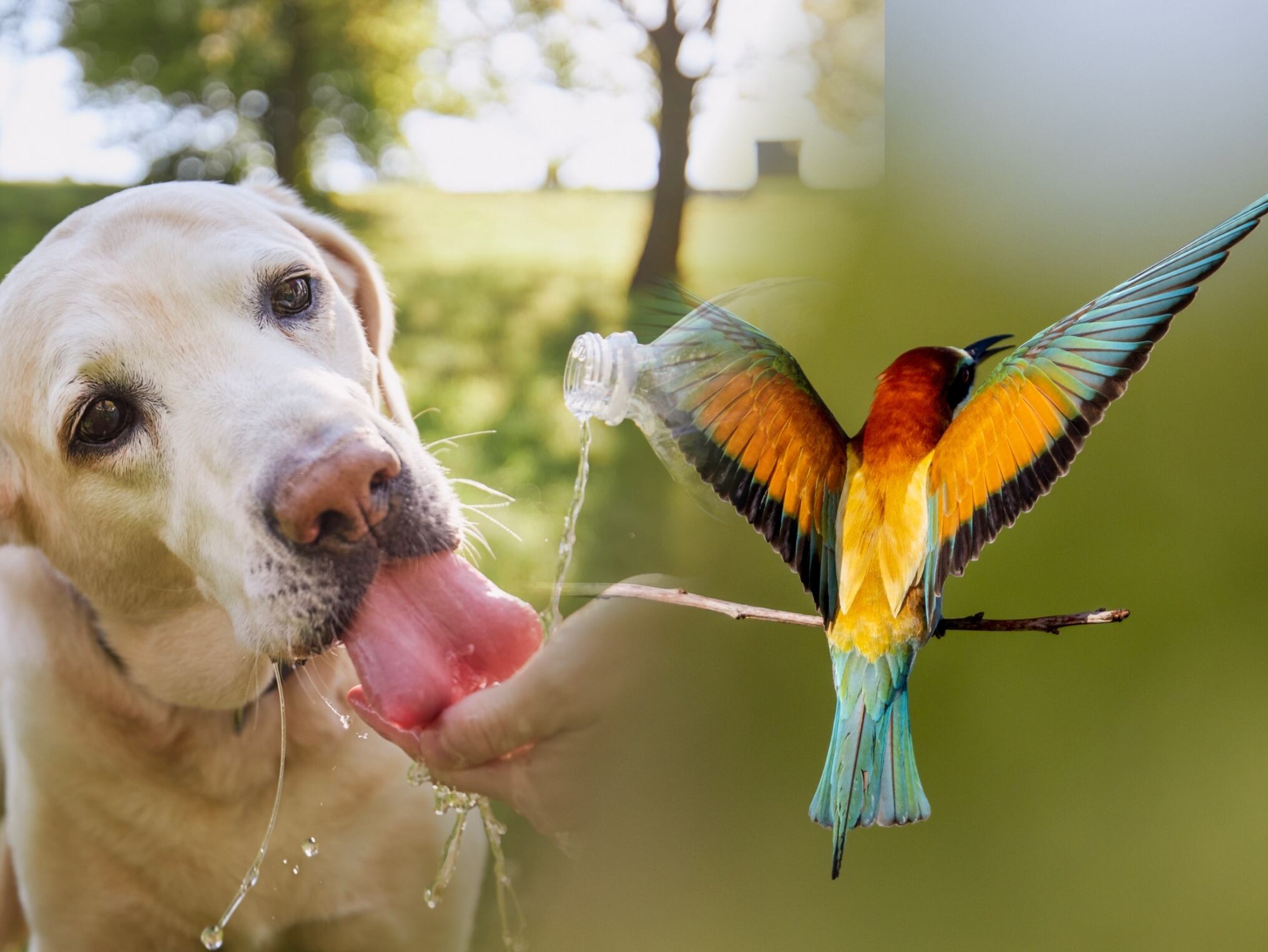 A la izquierda: Perro recibiendo agua para hidratarse. A la derecha se ve un pájaro extendiendo sus alas para disipar el calor (Crédito: Getty Images)