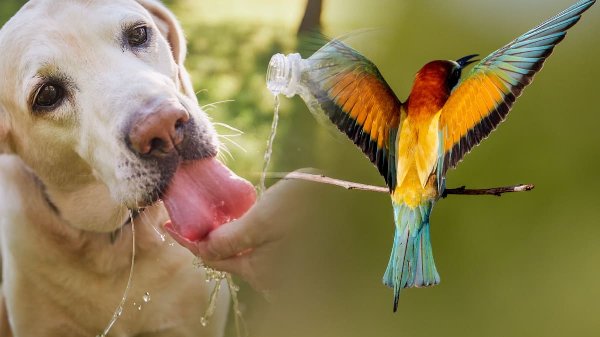 ¿Qué tanto está afectando el calor extremo a los animales? Esto dicen estudios científicos