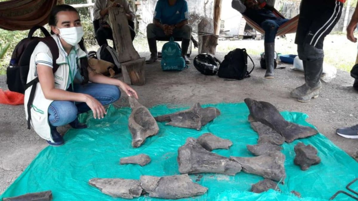 Restos fósiles de un mastodonte fueron encontrados en Risaralda