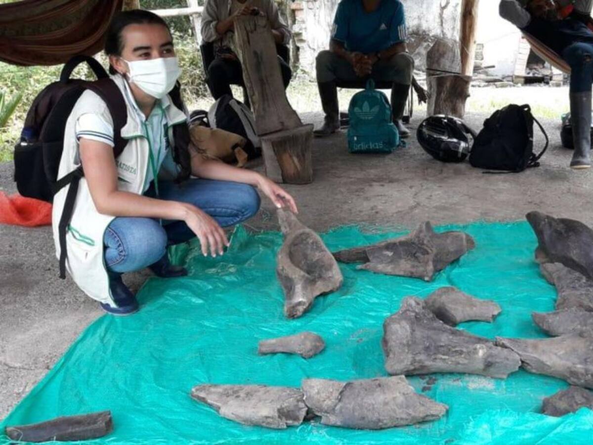 Restos fósiles de un mastodonte fueron encontrados en Risaralda