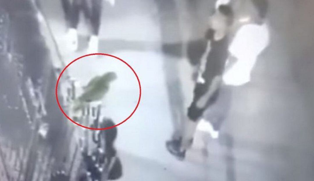 Grabación del presunto maltrato. 