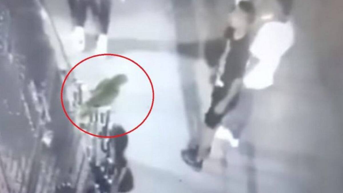 Corpoguajira abre indagación por maltrato a loro en Riohacha