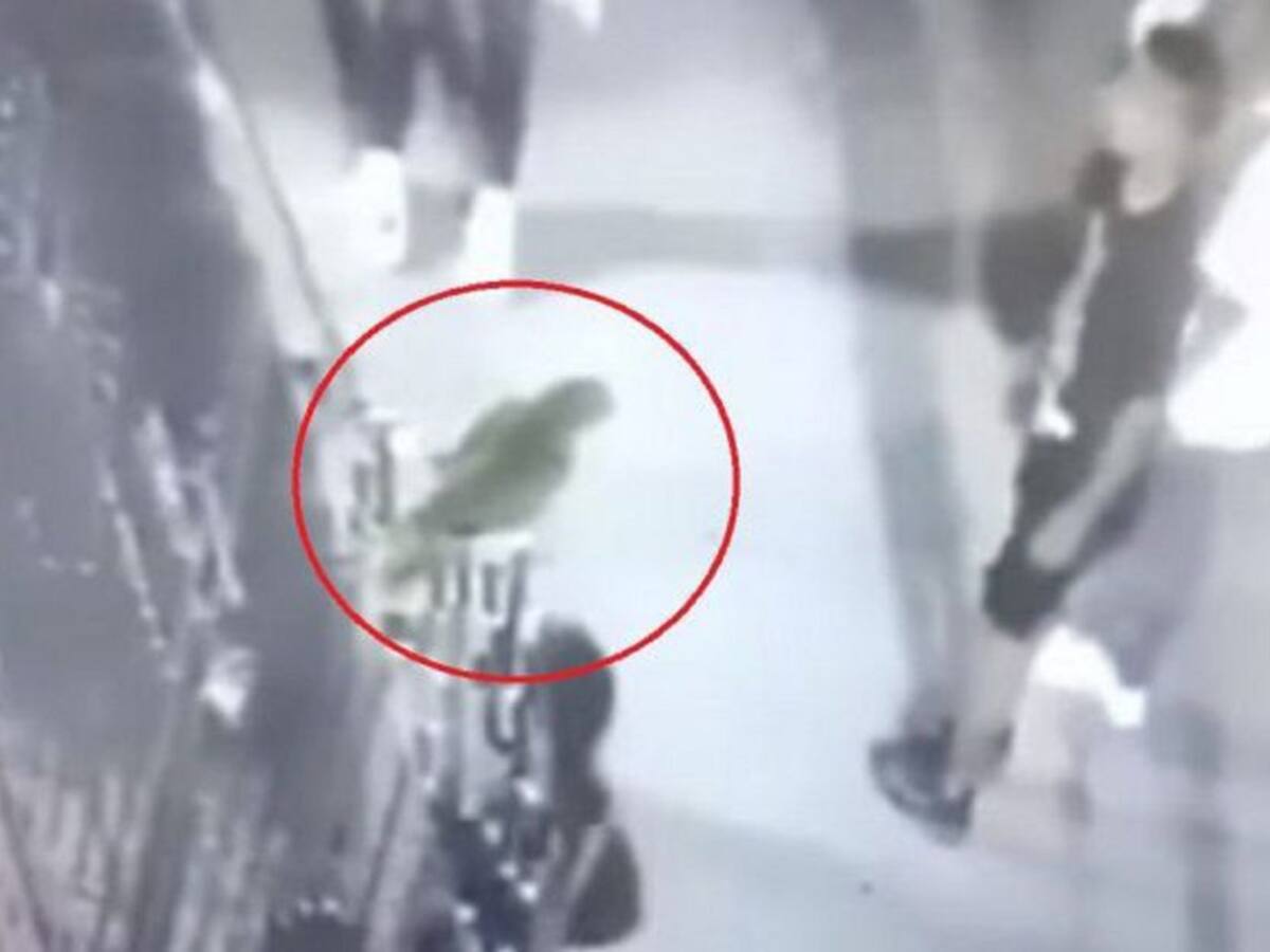 Corpoguajira abre indagación por maltrato a loro en Riohacha