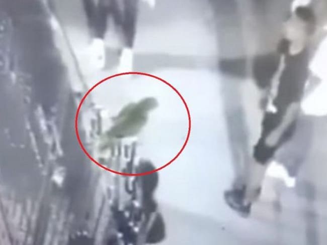 Grabación del presunto maltrato.