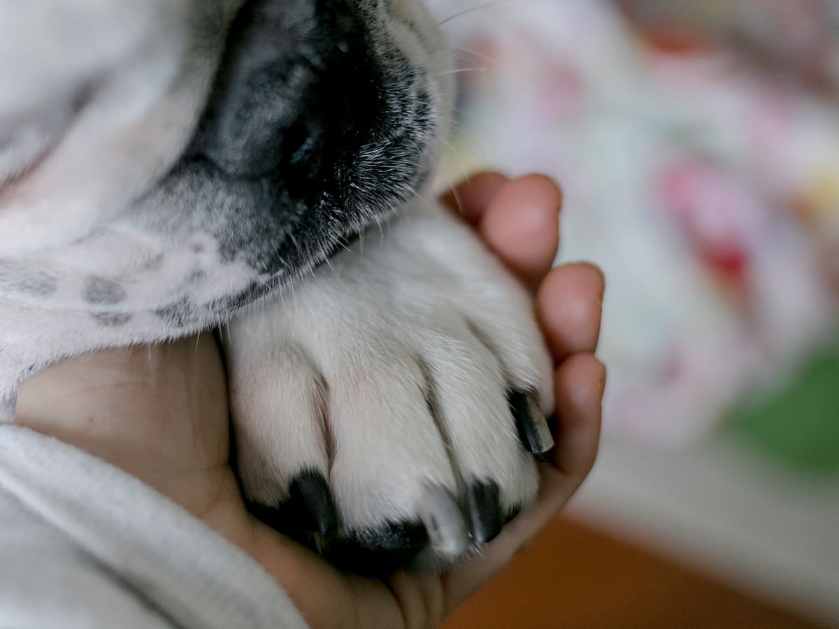 Según la Corte Suprema, los animales de compañía podrán ser embargados
