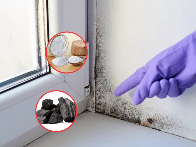 Collage con imágenes de referencia de humedad en vivienda e ingredientes que sirven // Getty Images