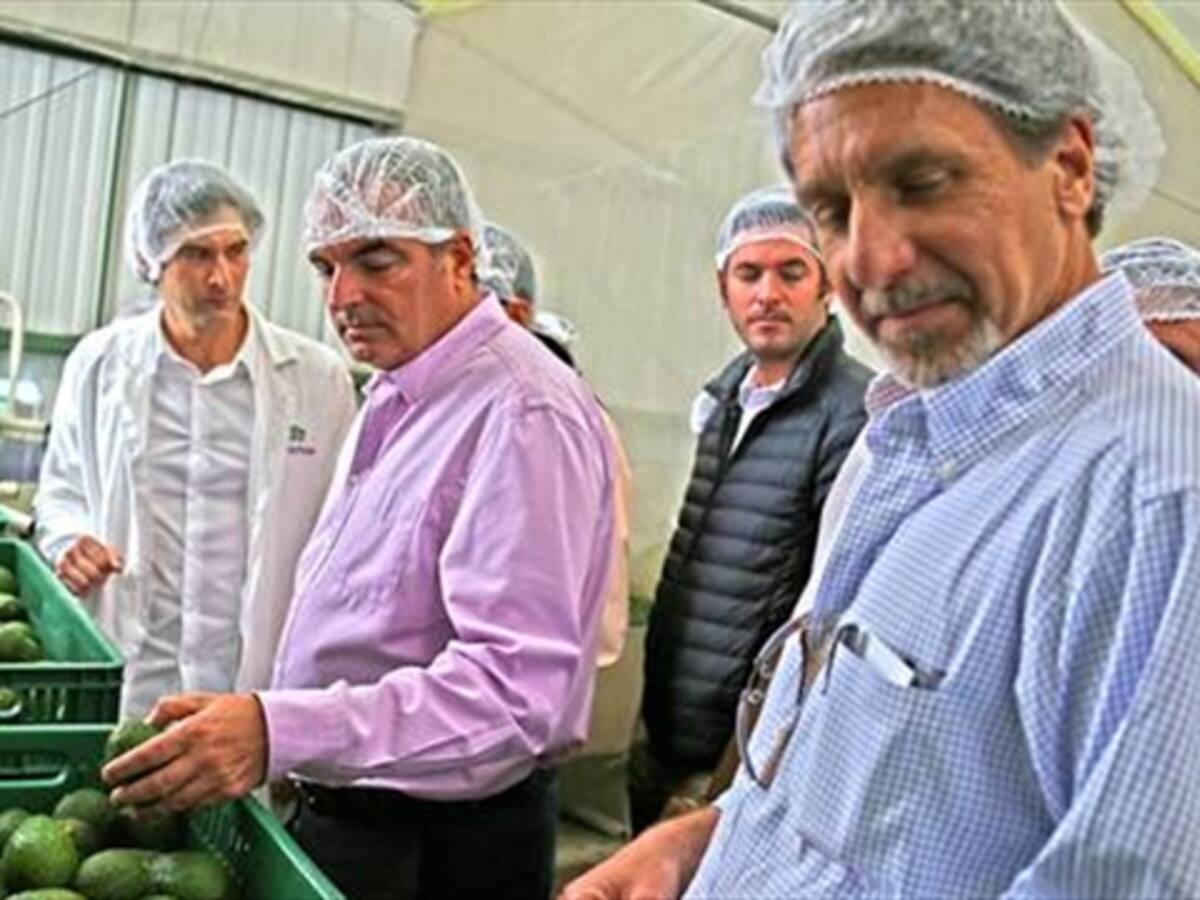 “Sí logramos exportar aguacate nos ganamos la lotería”: MinAgricultura