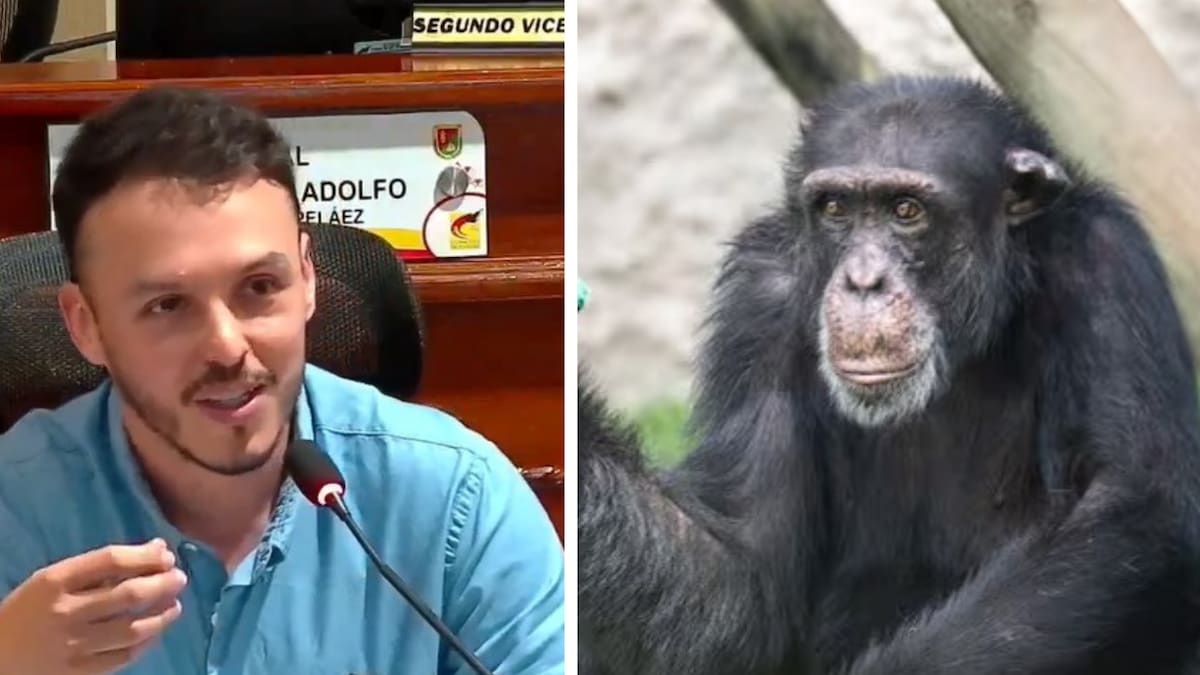 Alerta desde Ukumarí en Pereira por presuntas malas condiciones del simio Yoko en Brasil