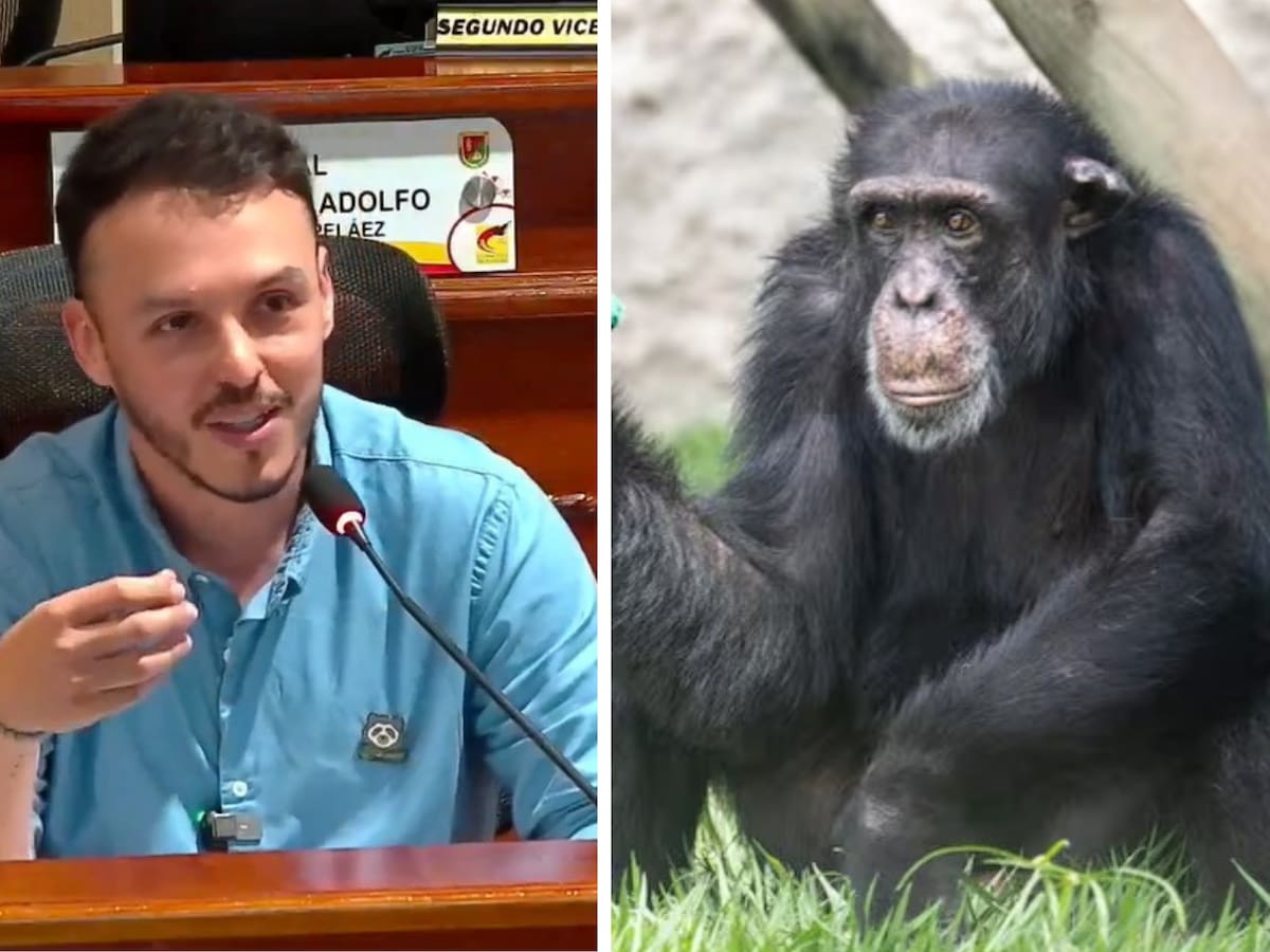 Alerta desde Ukumarí en Pereira por presuntas malas condiciones del simio Yoko en Brasil