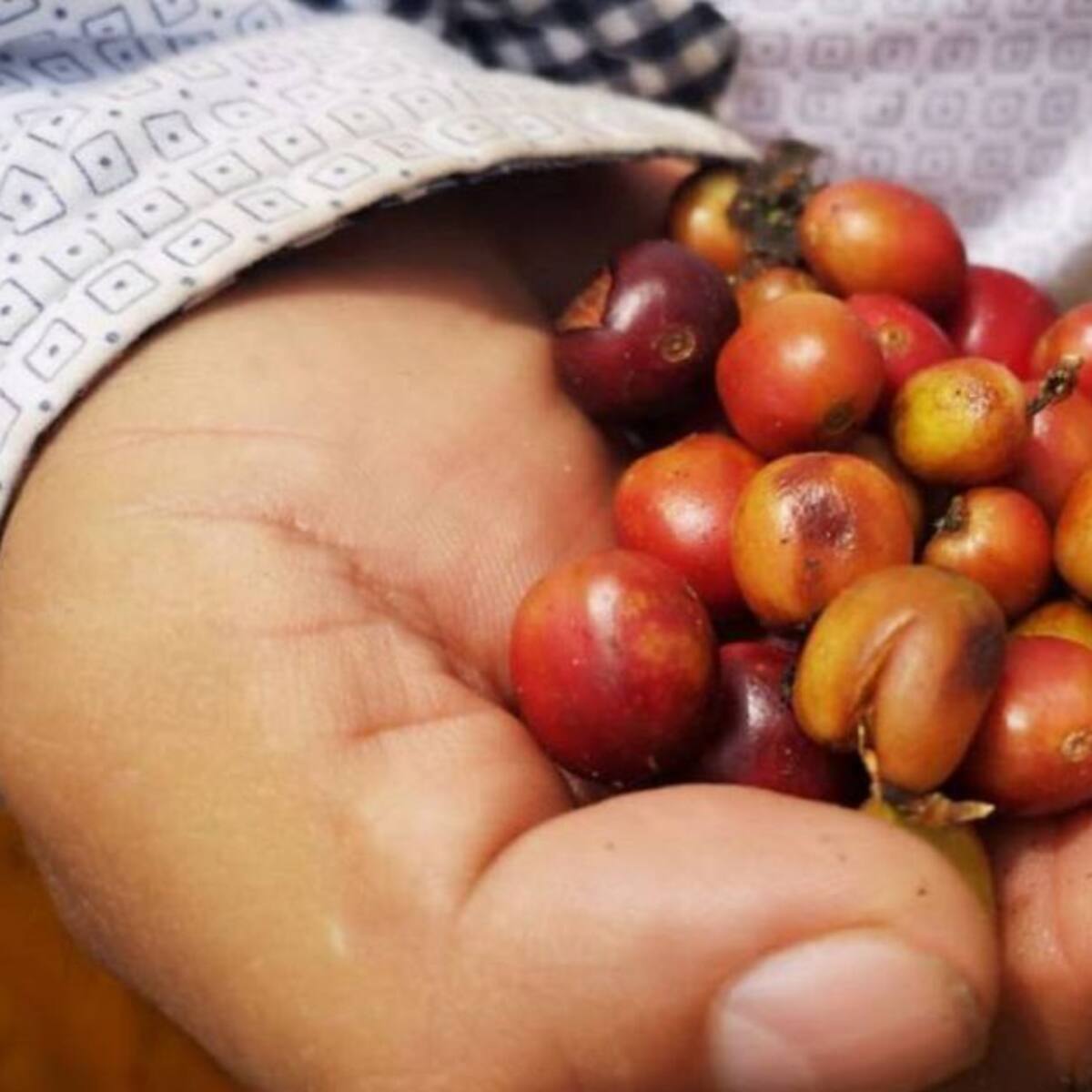 Cafeteros en Quindío señalan que el invierno afecta la producción