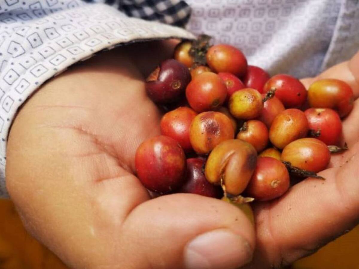 Cafeteros en Quindío señalan que el invierno afecta la producción