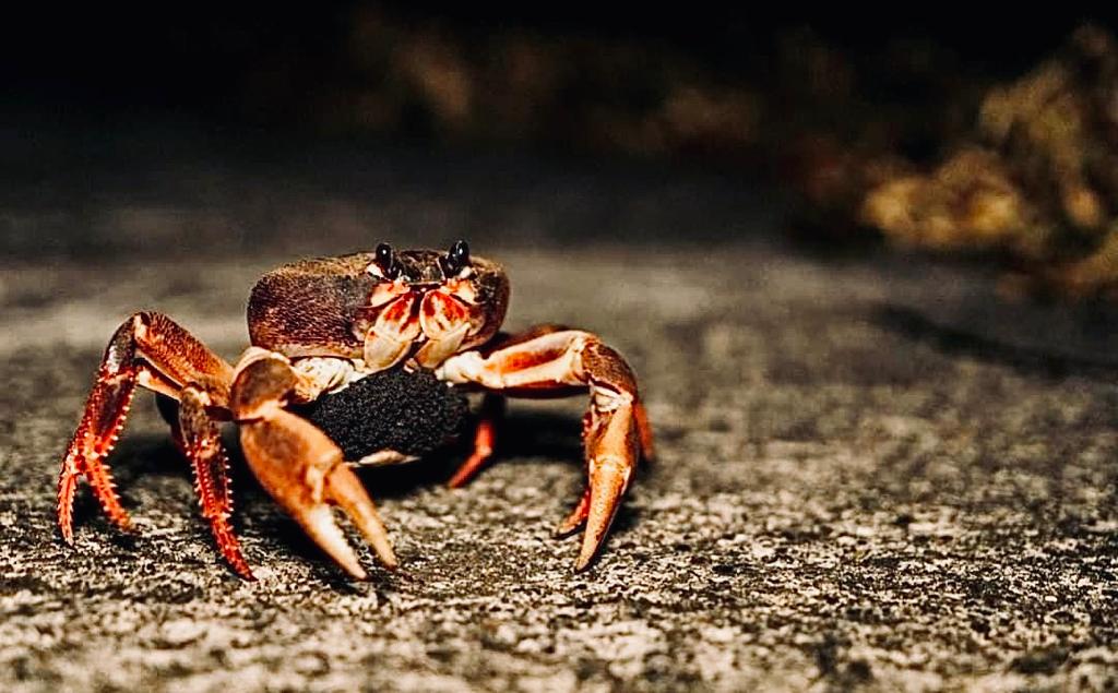 Cangrejo negro
