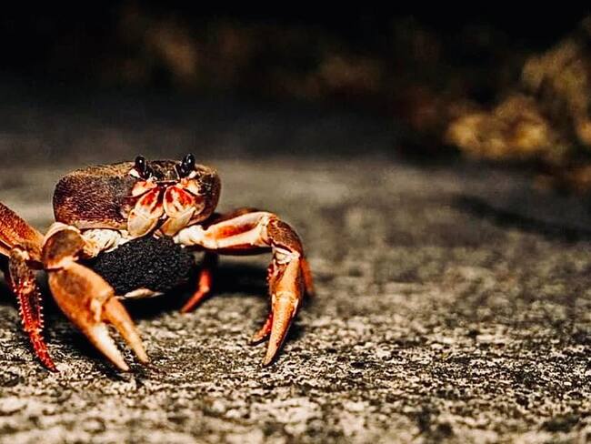 Cangrejo negro