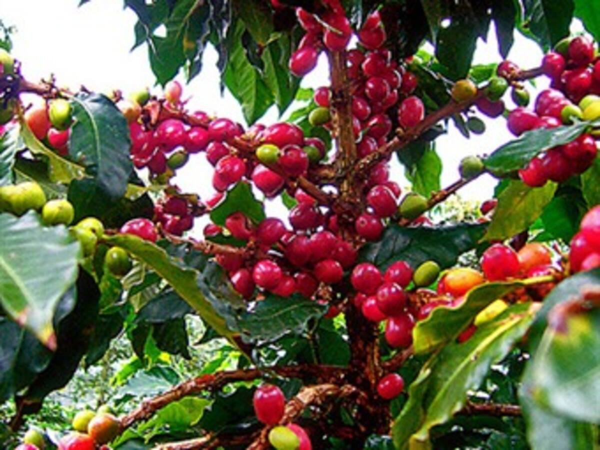 Producción de café en Colombia creció 11 por ciento en abril