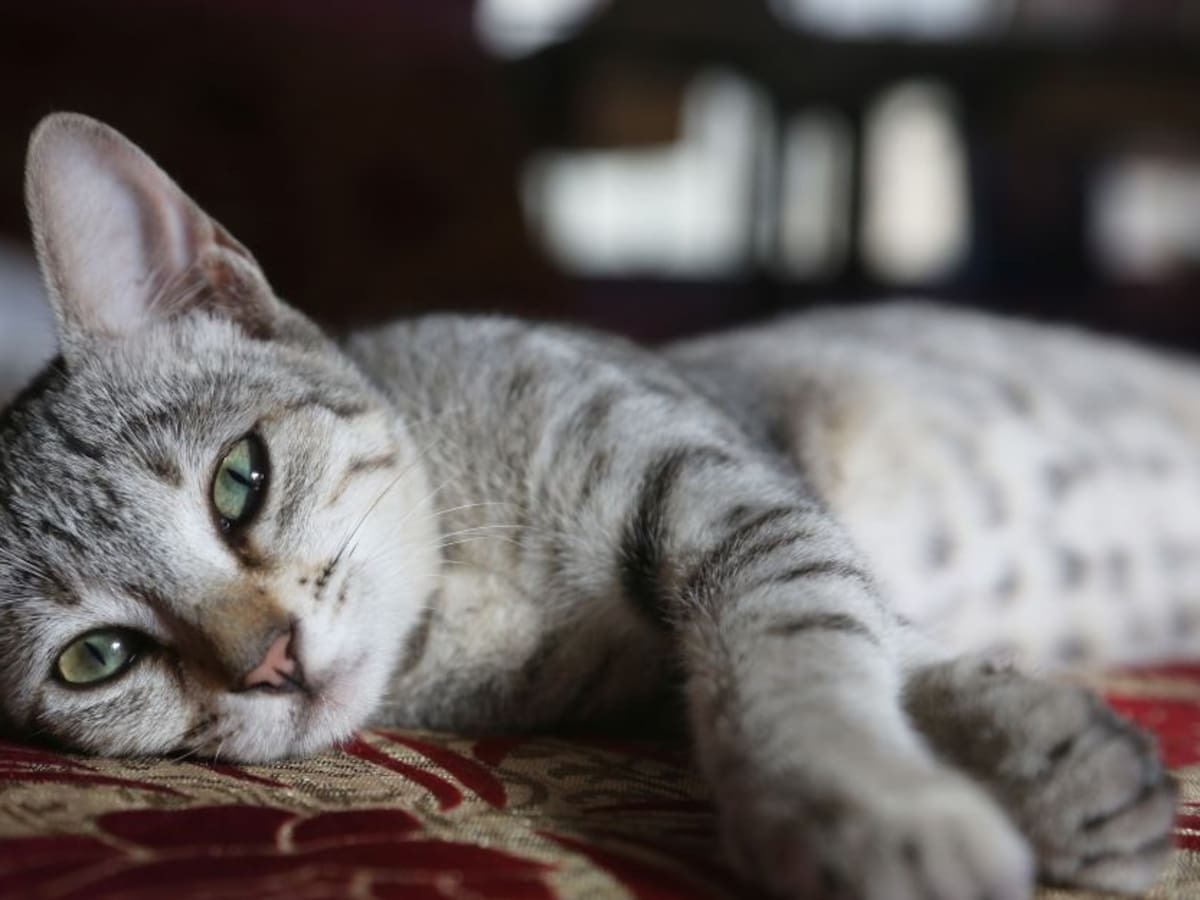 Gata llevó a su bebé enfermo a un hospital para que la atendieran