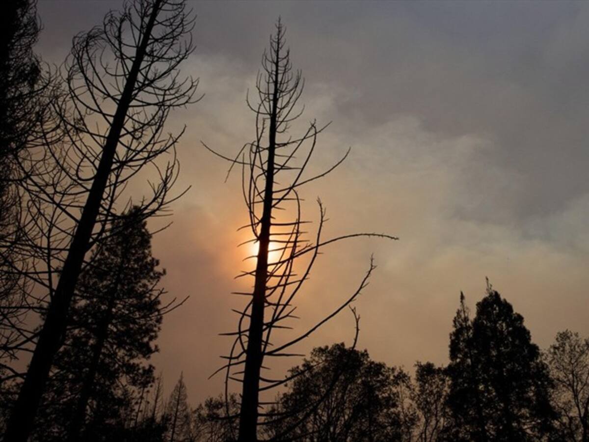Cerca de 60.000 personas han sido evacuadas en Los Angeles por incendios: Bob Blumenfield