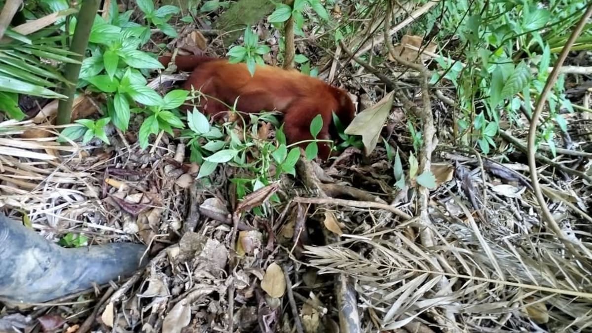 Confirman casos de fiebre amarilla en primates del Huila