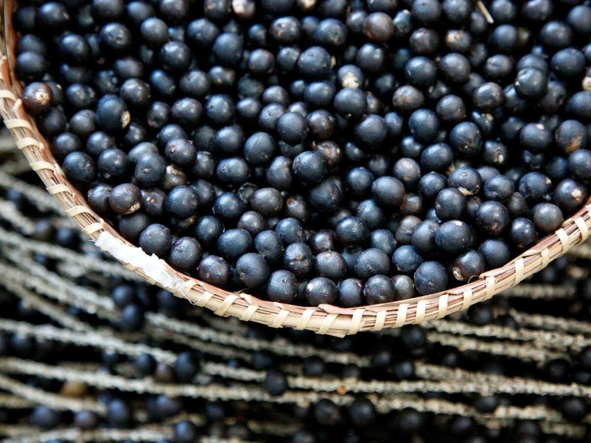 #MayoDelPutumayo: del cultivo ilícito al emprendimiento con açai y palmitos